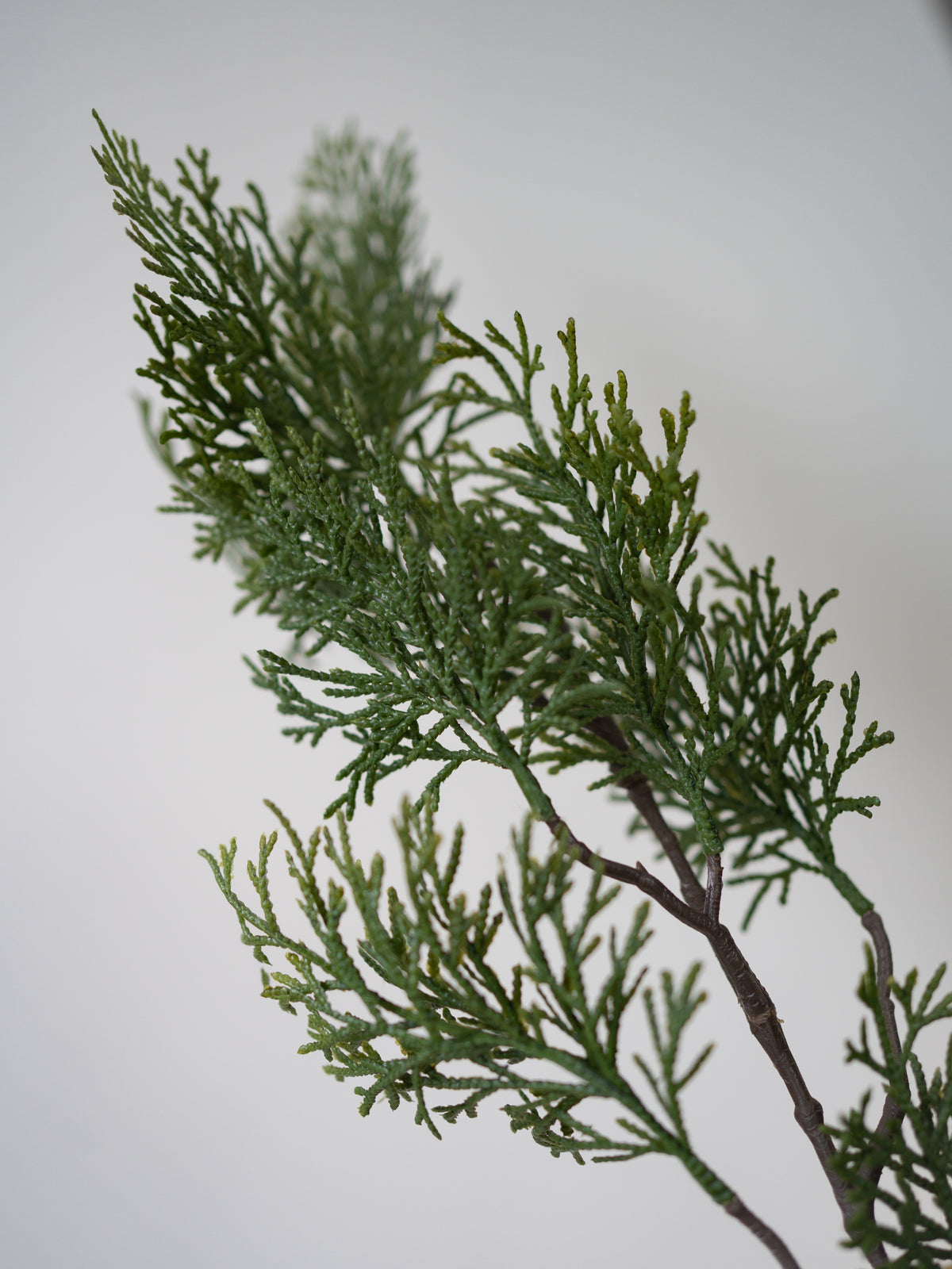 Faux Cypress Spray