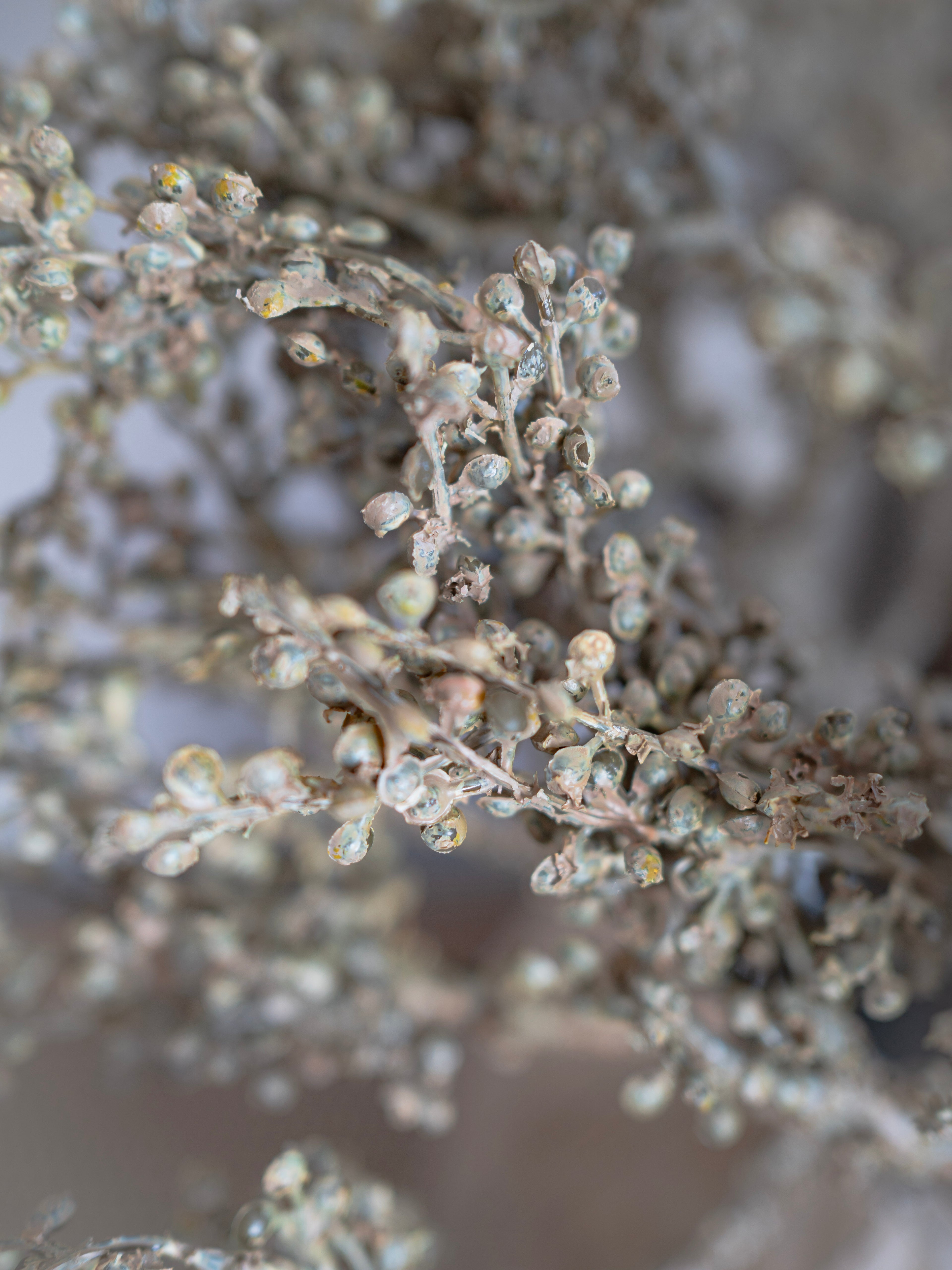 Close-up of a plant with small buds on a blurred background
