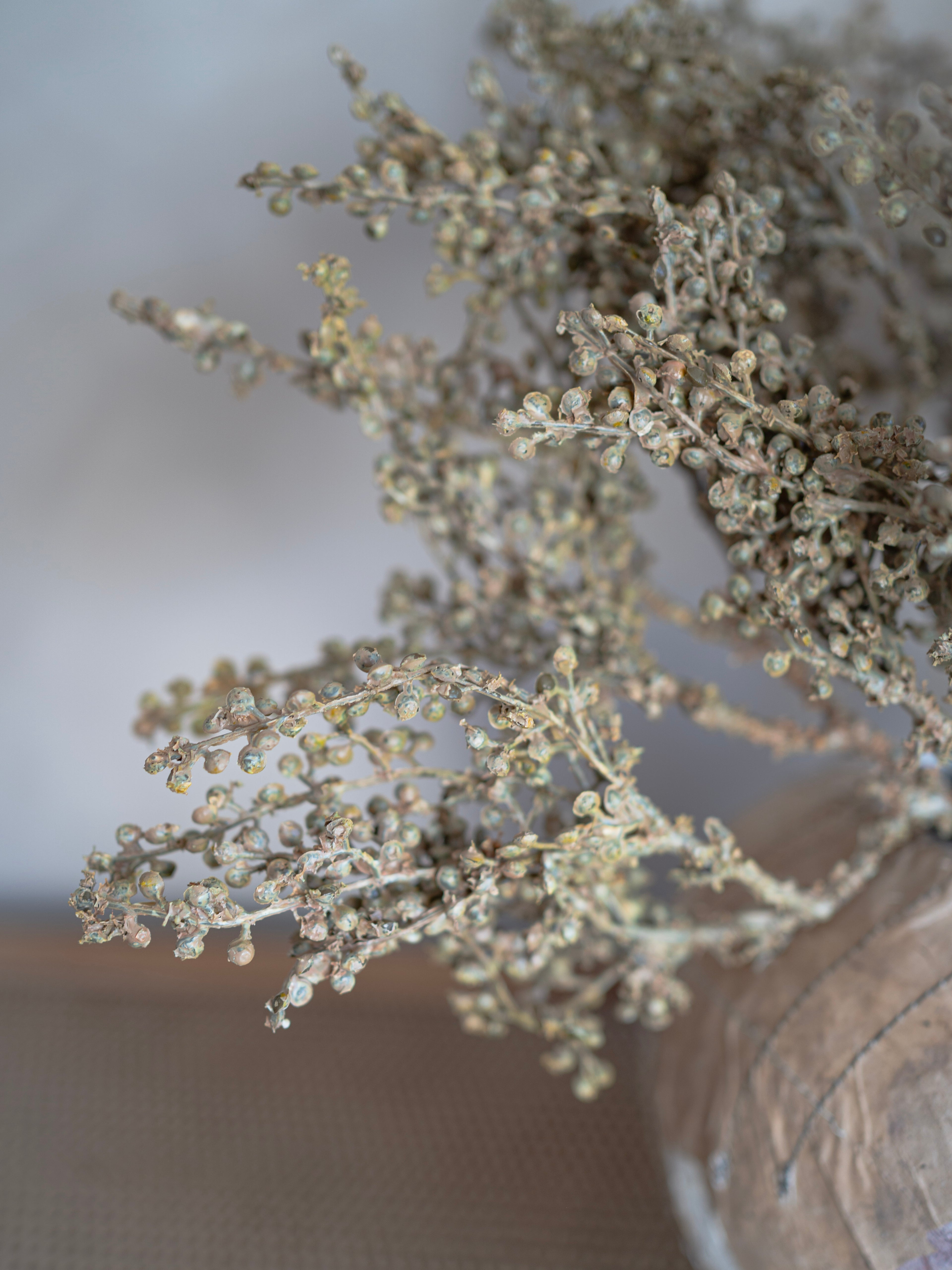 Close-up of dried plant branches with a blurred background