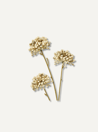 Three dried flower stems with small cream-colored alliums and tan stems, arranged on a plain off-white background.