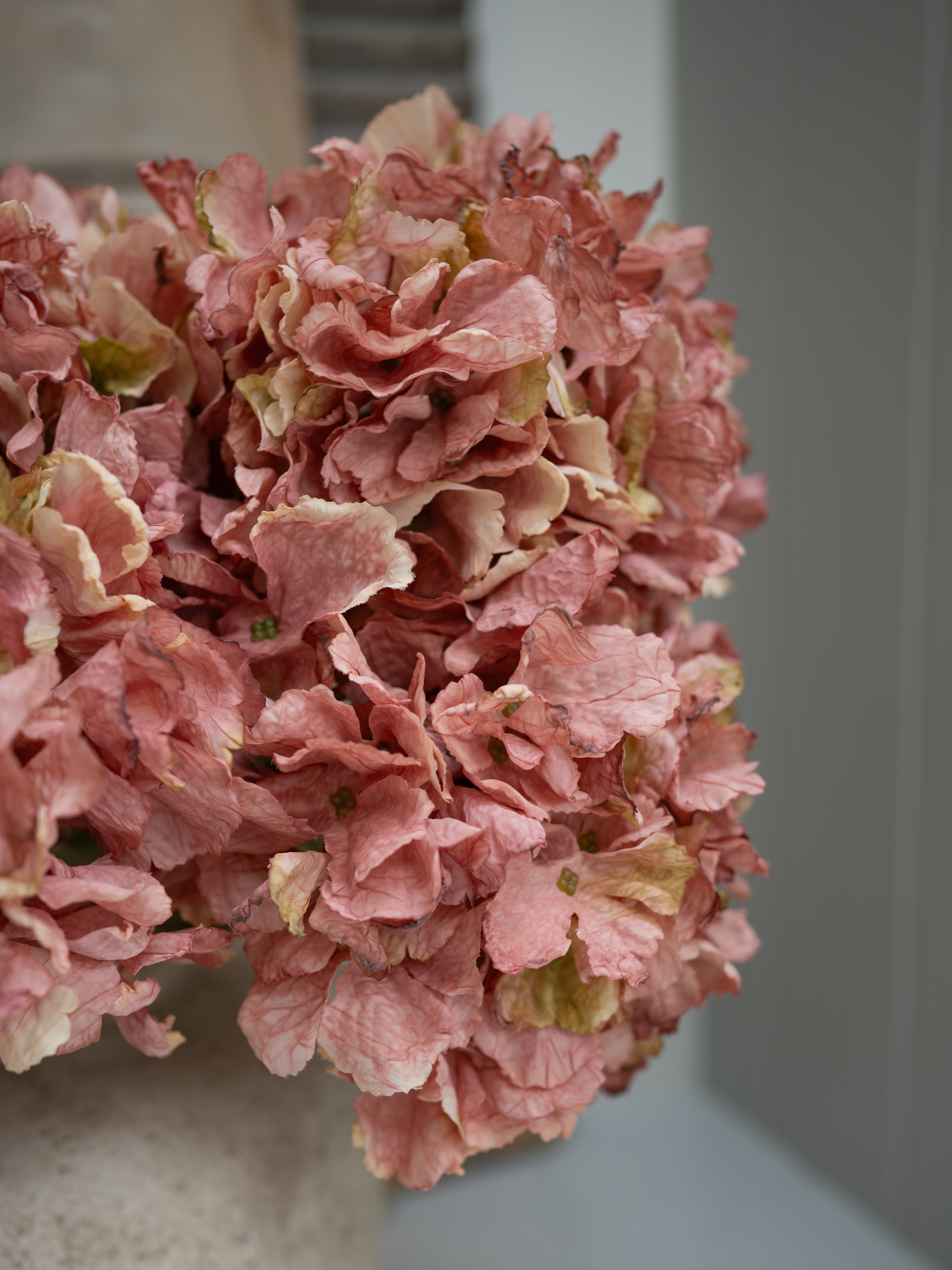 Close-up of pink hydrangea flowers with a blurred background