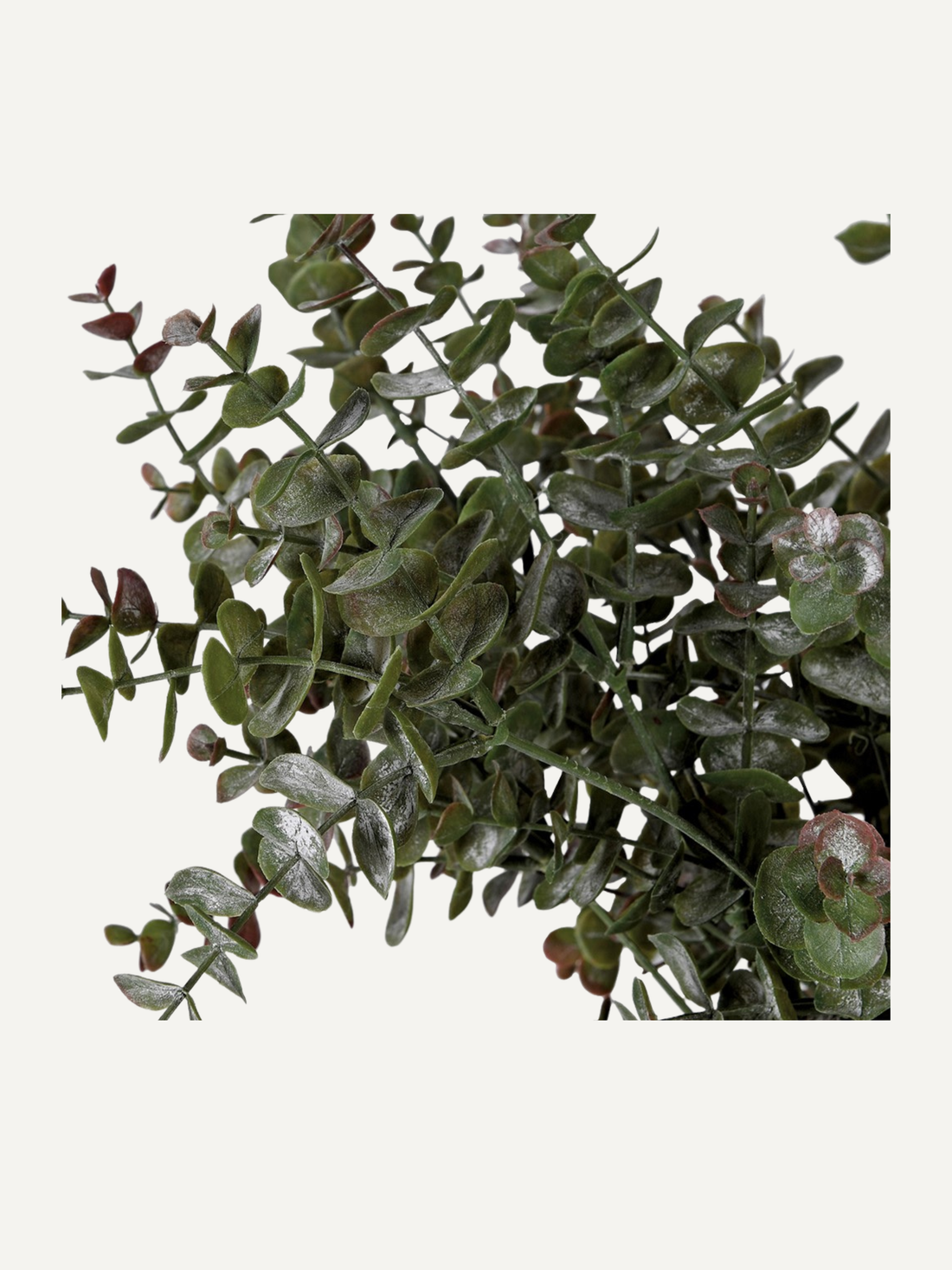 Close-up of faux green eucalyptus leaves on a white background