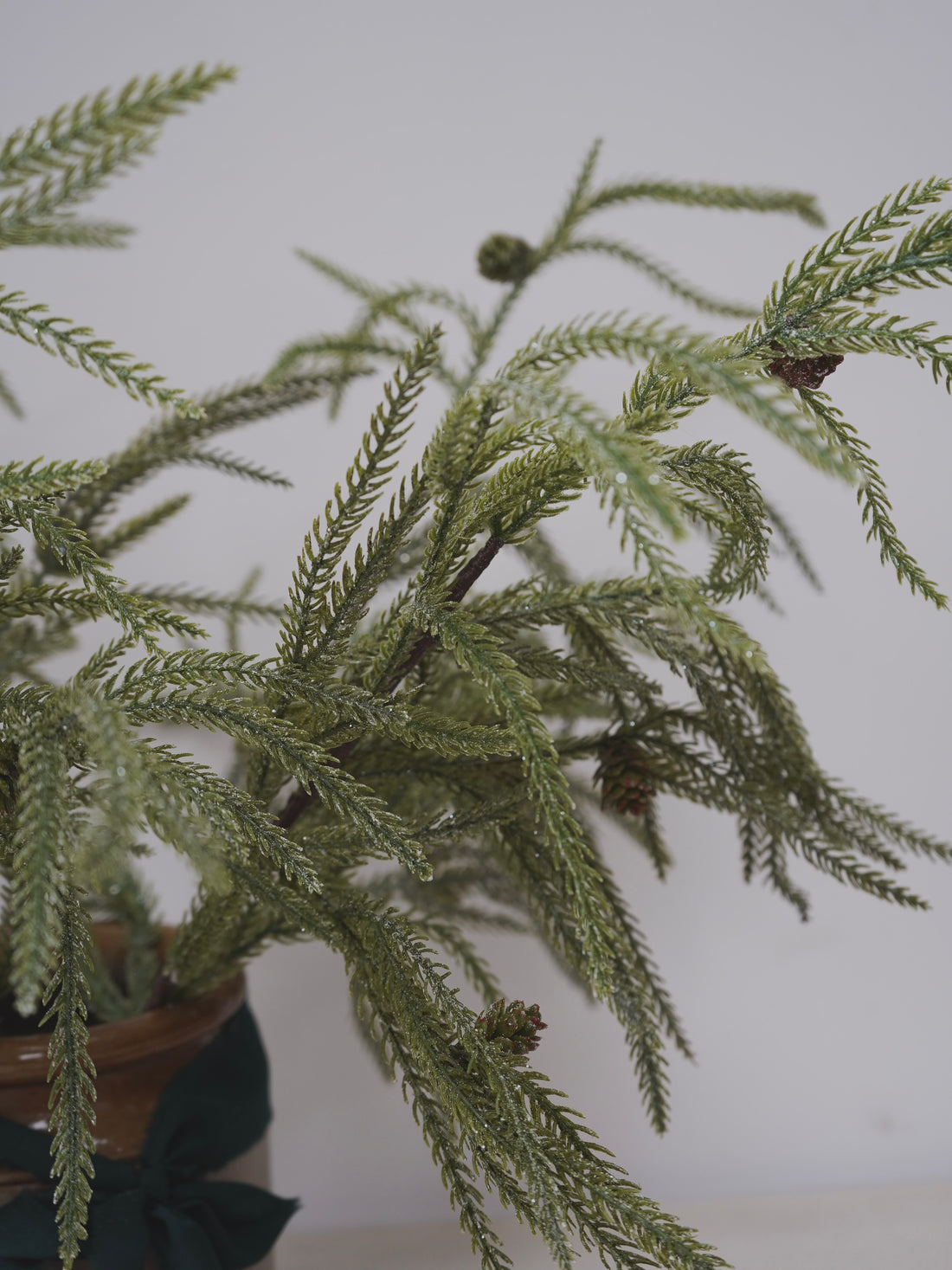 Close-up of a potted plant with a plain background