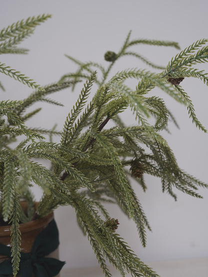 Close-up of a potted plant with a plain background