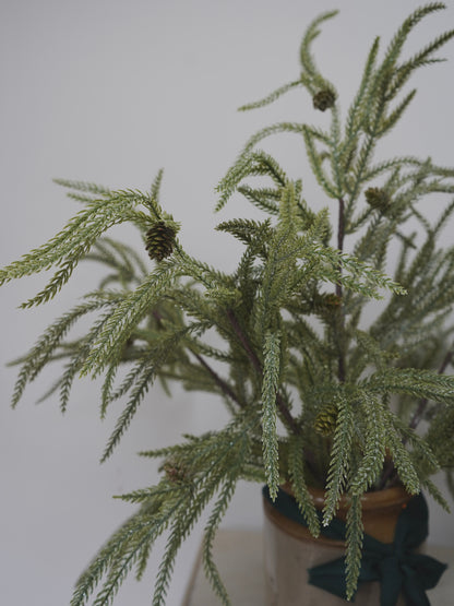 Potted plant with green leaves against a plain background