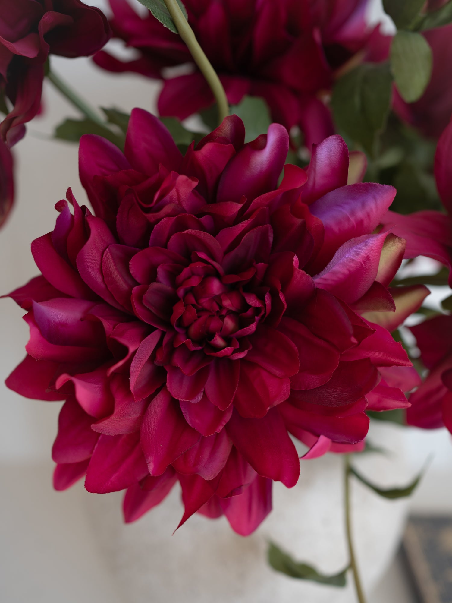 Close-up of a vibrant Faux Fuchsia Dahlia  flower with a blurred background