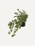 Faux Geranium Leaf Plant