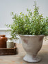 Faux green gunnii eucalyptus in a rustic ceramic pot on a wooden surface with a neutral background