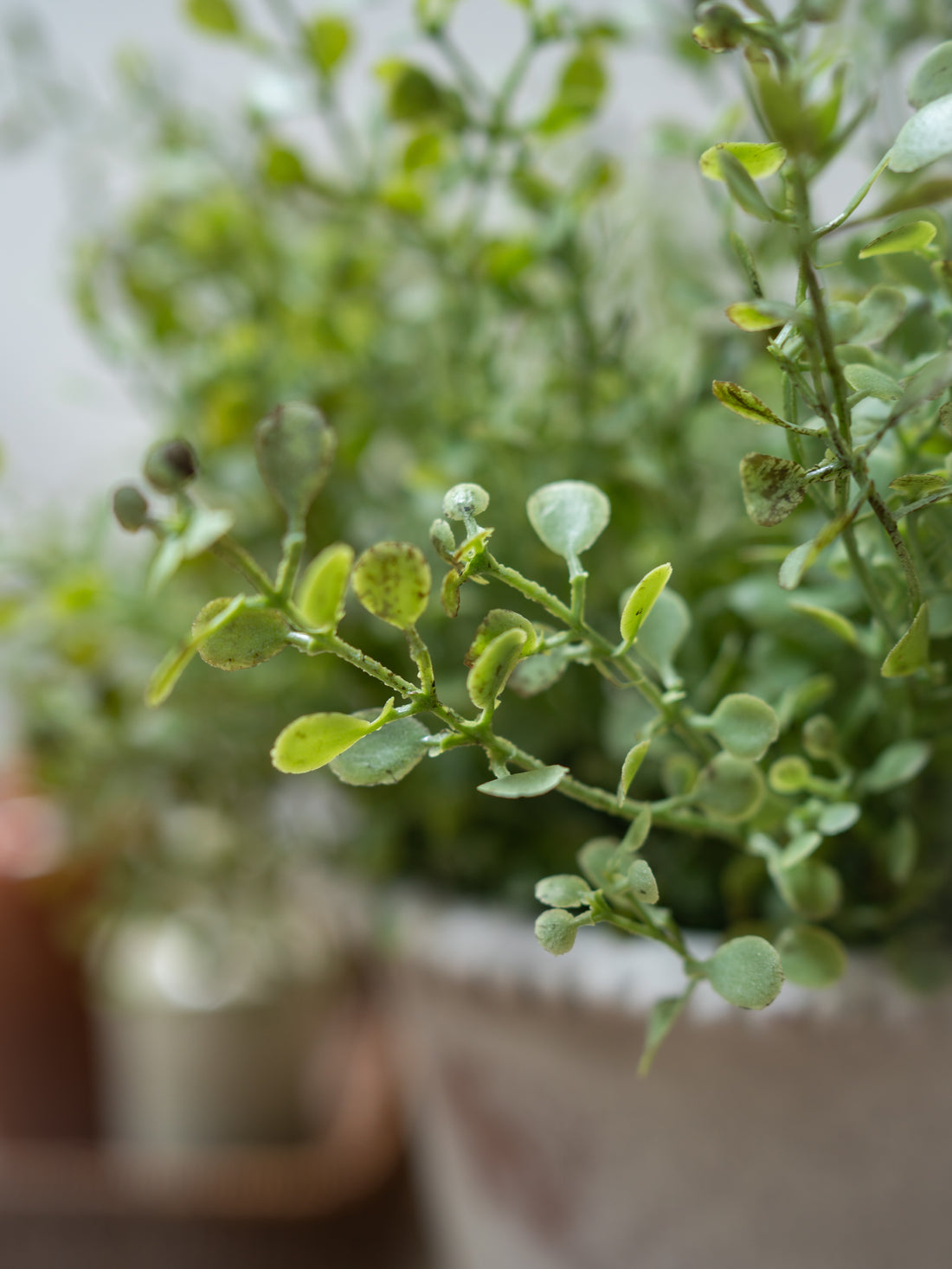 Close-up of a faux gunnii eucalyptus bush with a blurred background