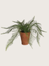 Potted fern plant on a light gray background