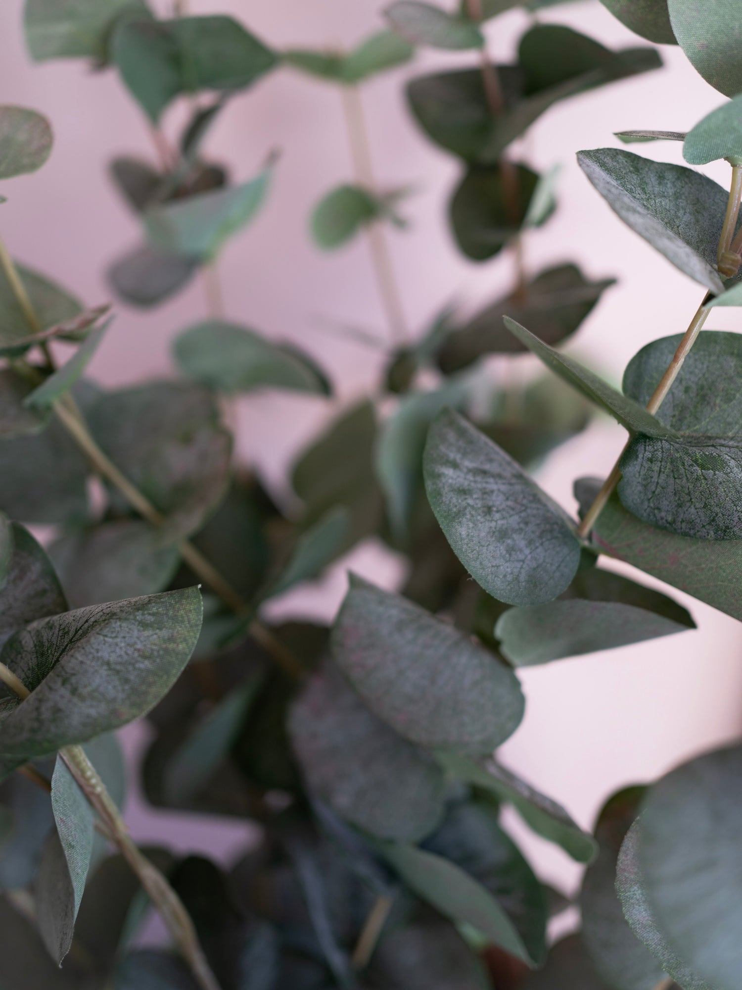 Close-up of green leaves with a blurred background