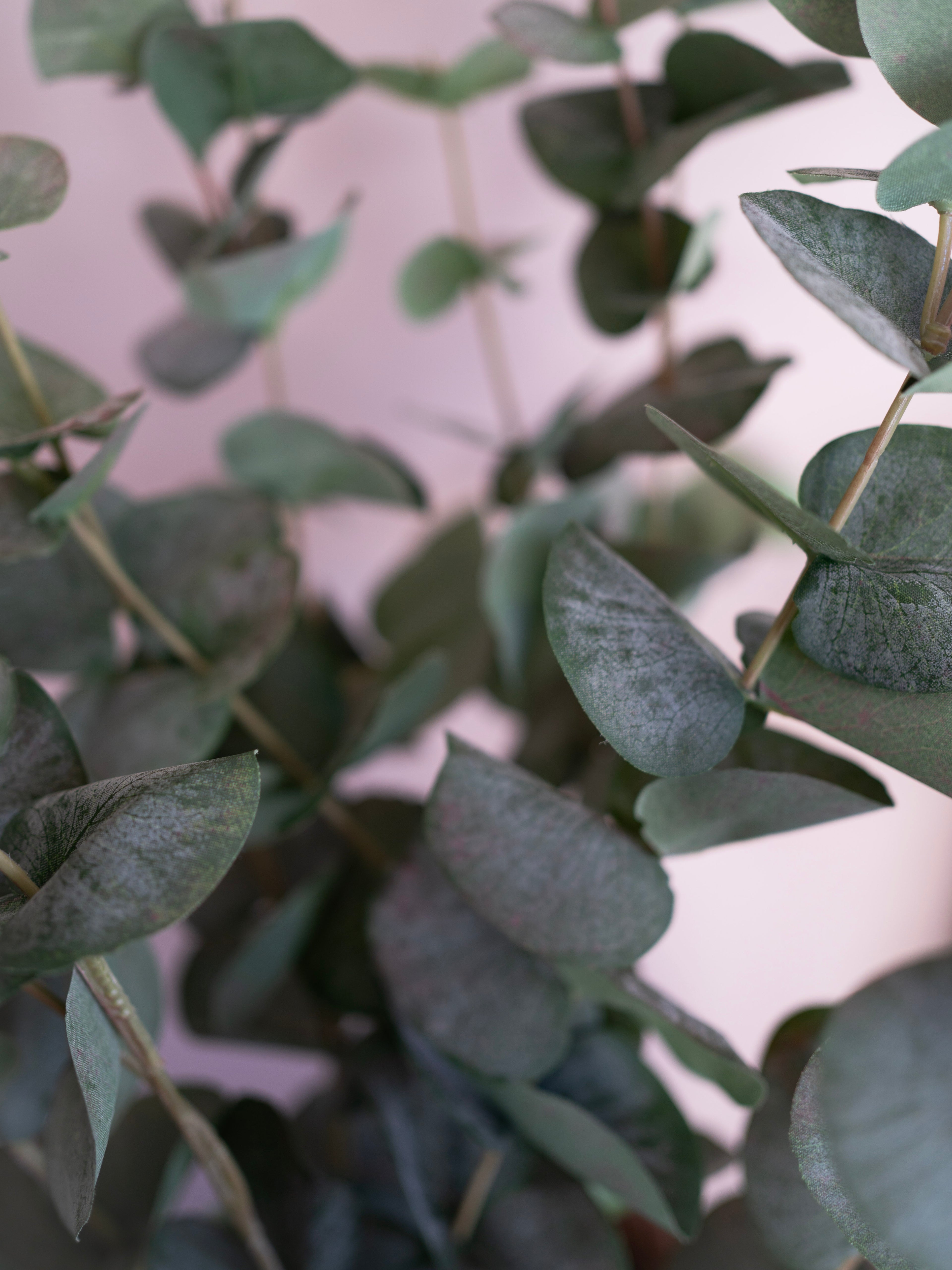Close-up of green leaves with a blurred background