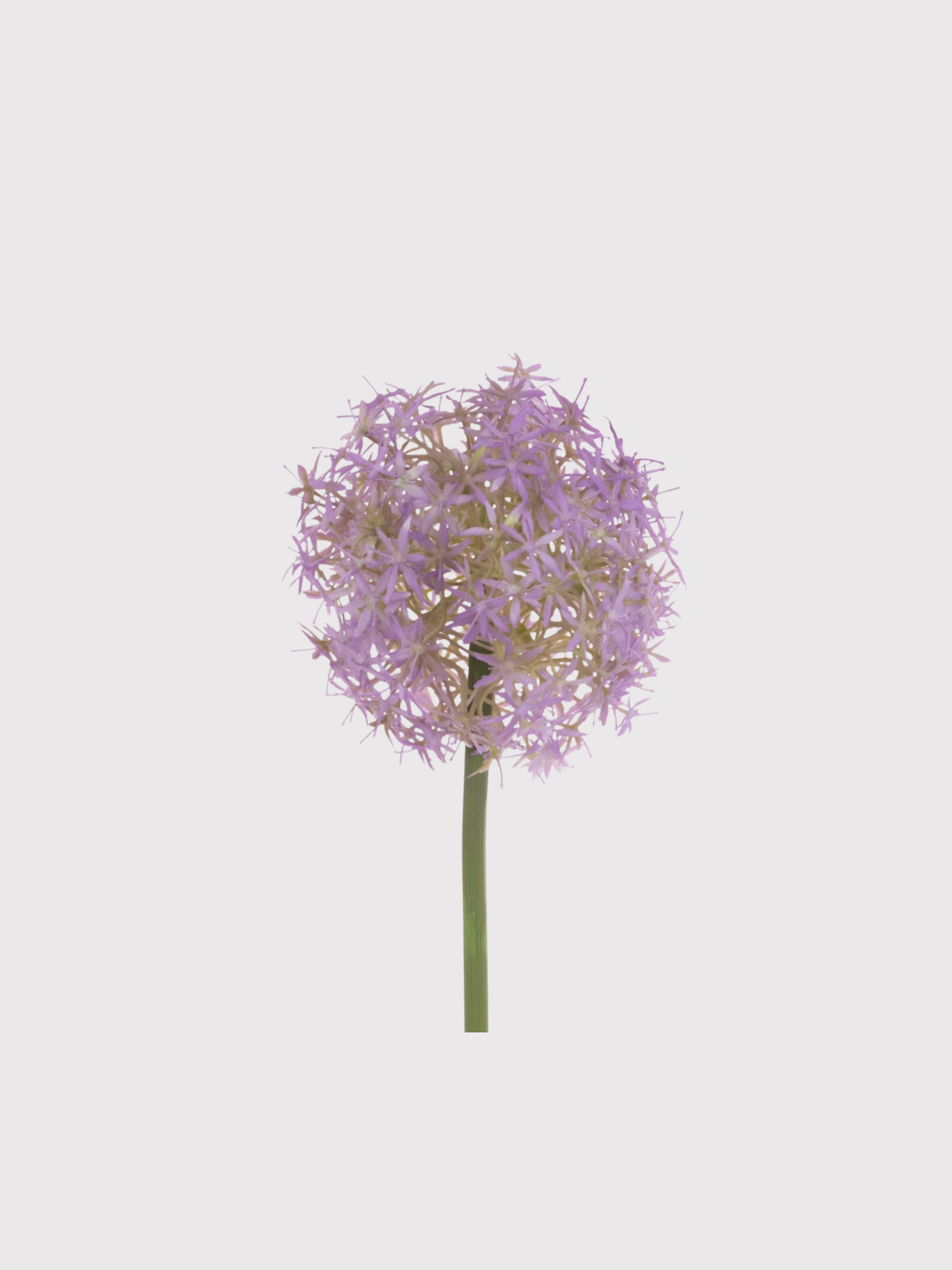 faux Purple allium flower on a white background