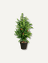 Faux Leyland Cypress Tabletop Christmas Tree