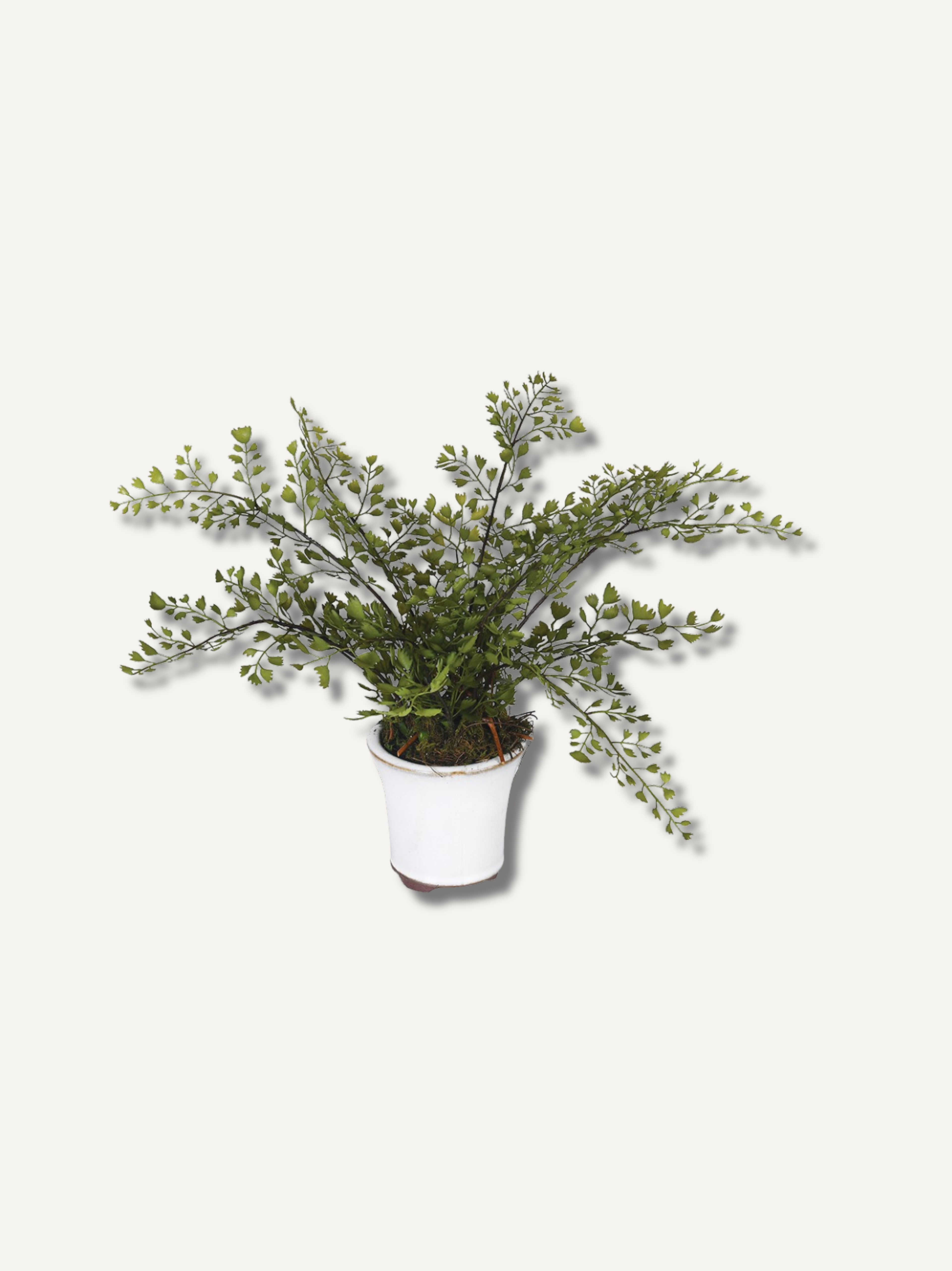 Faux Maiden Hair Fern Potted Plant
