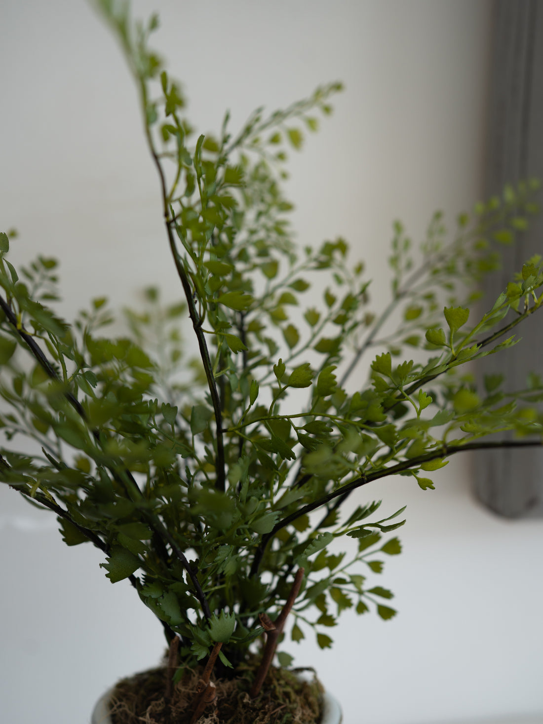 A small potted green fern plant with delicate branching stems and tiny lobed leaves, photographed against a soft light gray background.