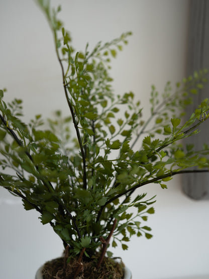 A small potted green fern plant with delicate branching stems and tiny lobed leaves, photographed against a soft light gray background.