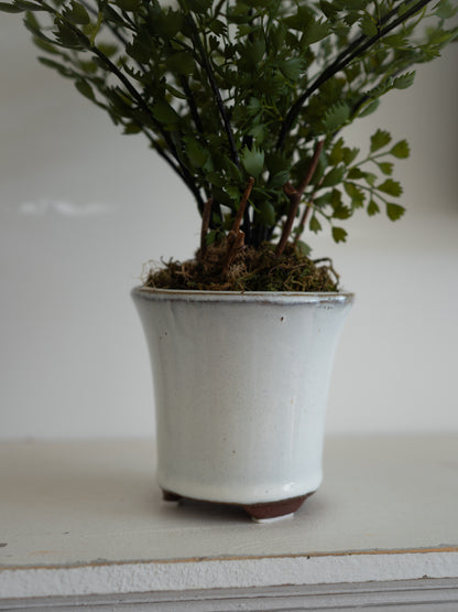A small potted green fern in a white ceramic pot with a rustic brown rim, sitting on a light-colored surface against a plain white background.