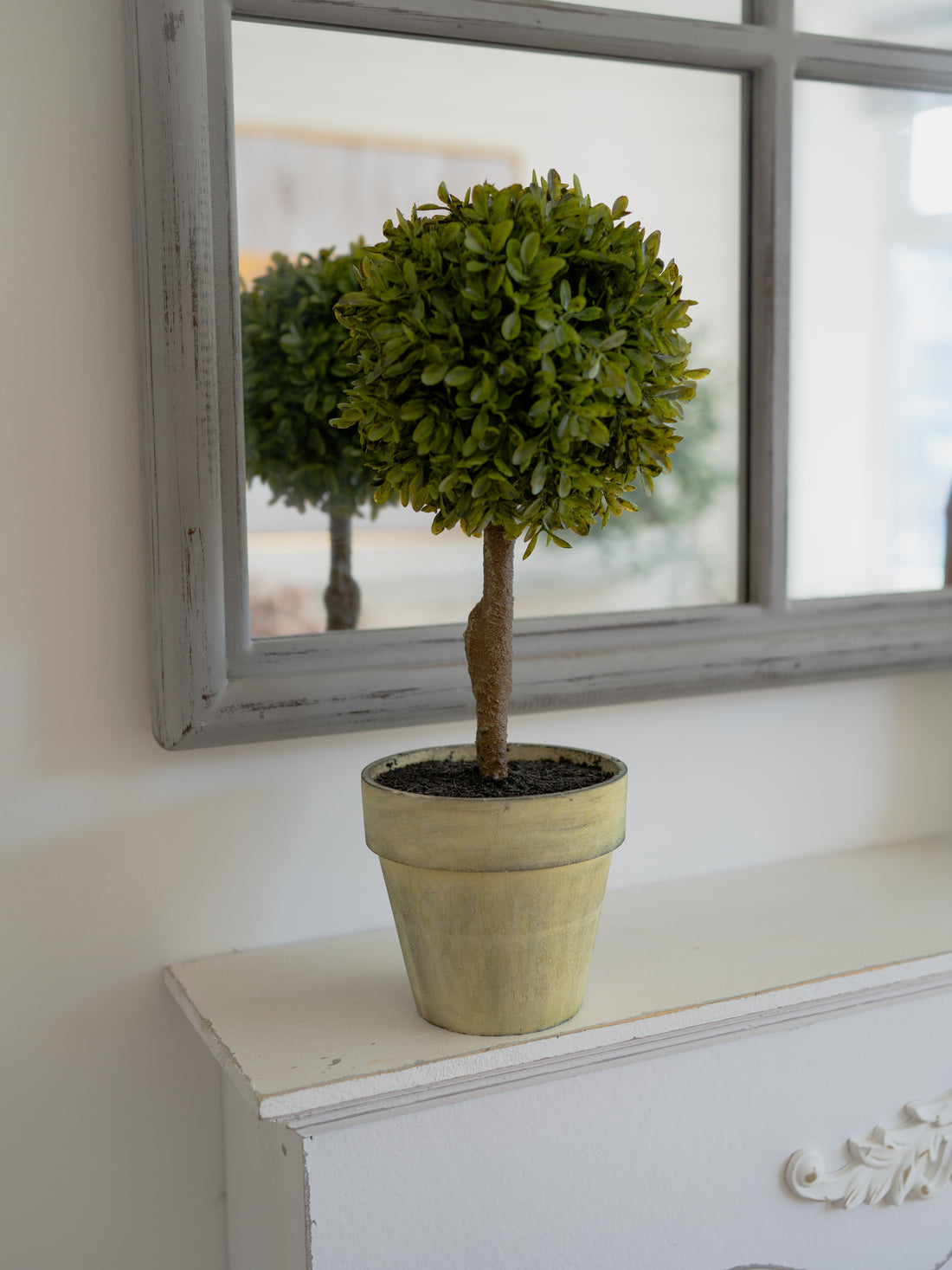Potted plant on a white surface with a mirror reflecting the plant