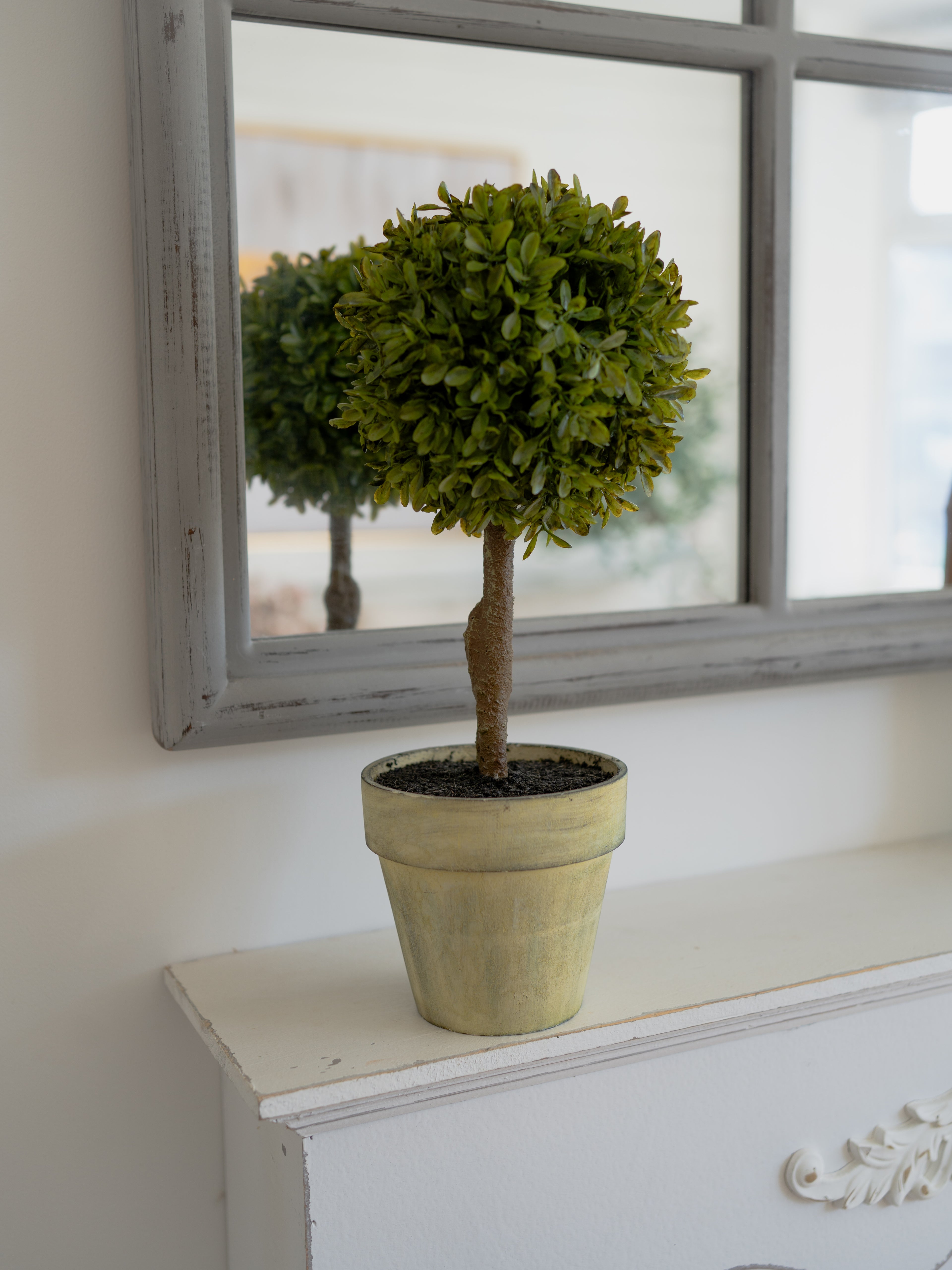 Potted plant on a white surface with a mirror reflecting the plant