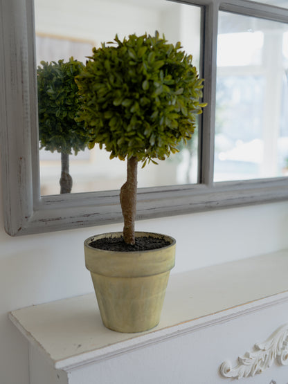 Potted plant on a white surface with a mirror reflecting trees in the background