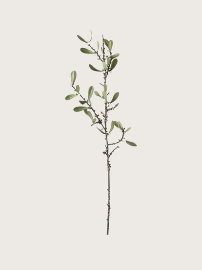 Single mistletoe branch with green leaves on a light gray background