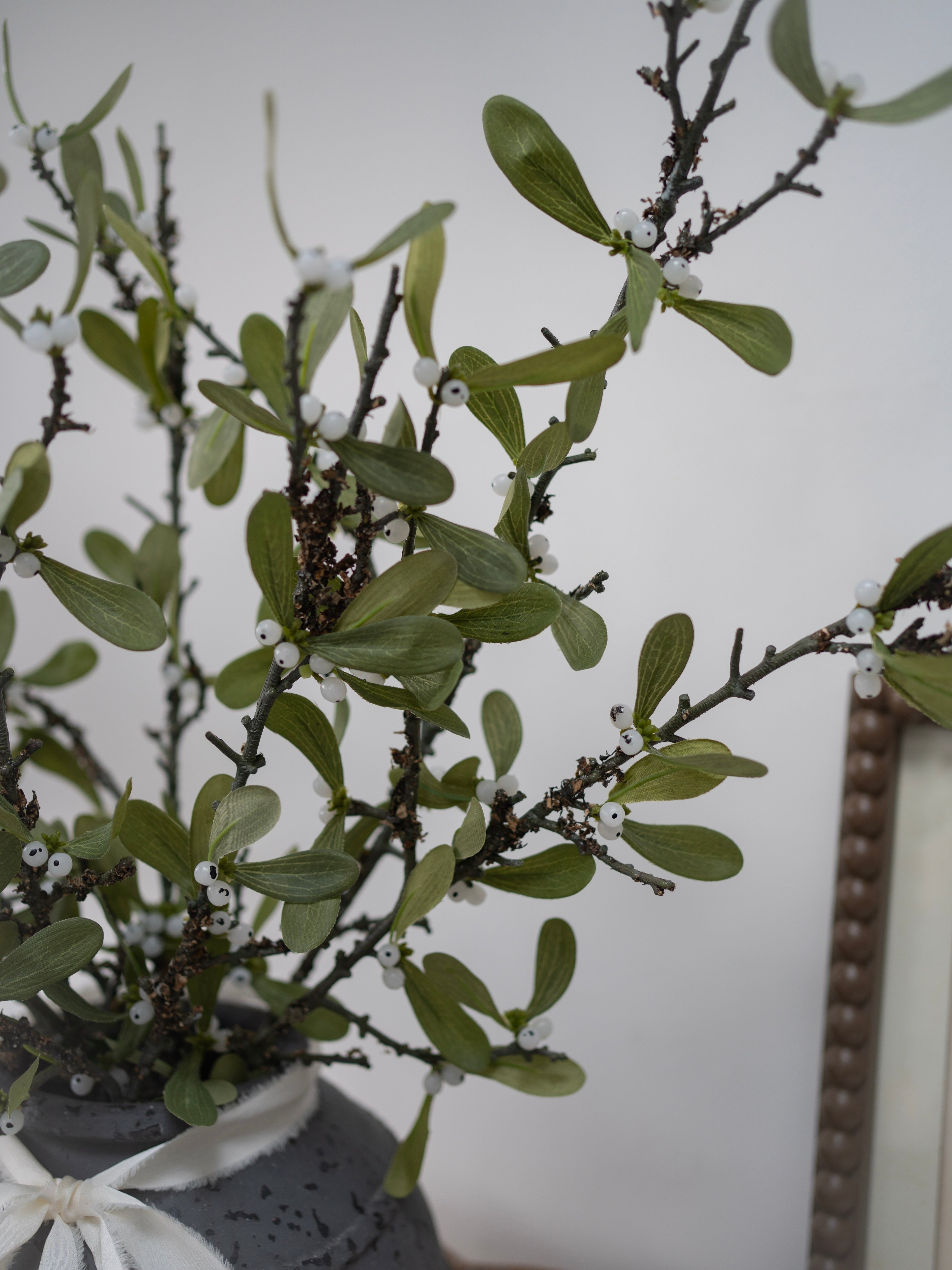 Potted plant with green leaves and small white berries on a neutral background