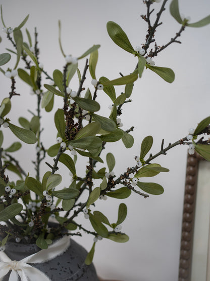 Potted plant with green leaves and small white berries on a neutral background