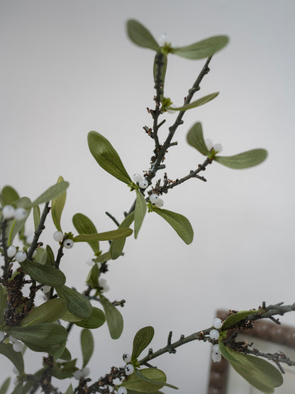 Mistletoe plant with green leaves and small white berries on a blurred background