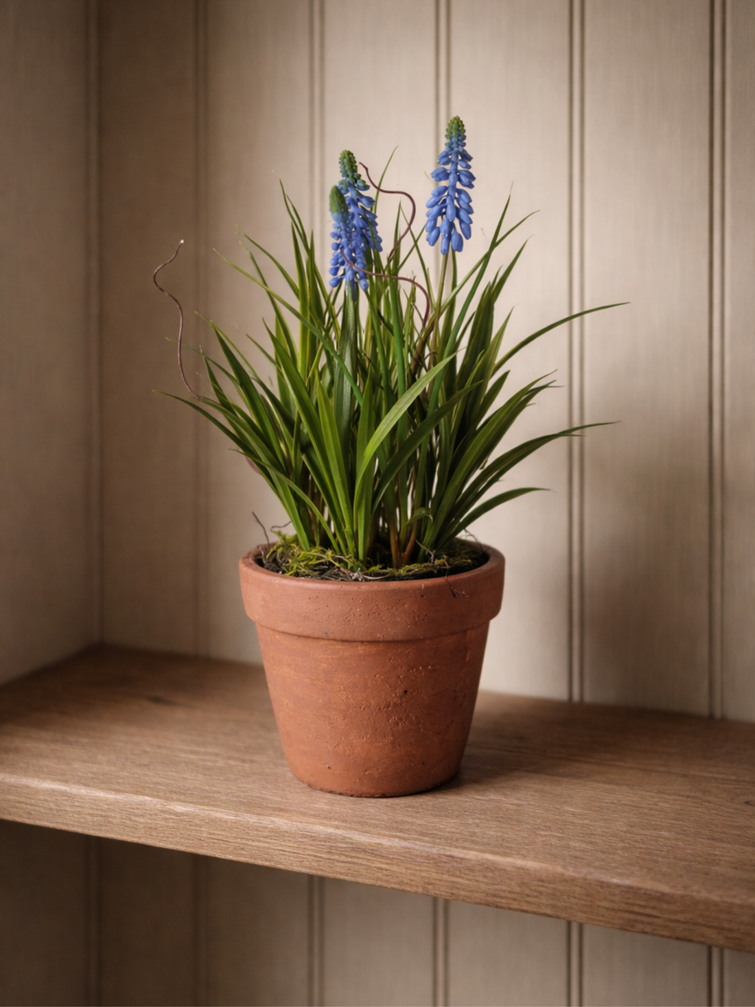 Faux Muscari plant in Terracotta Pot