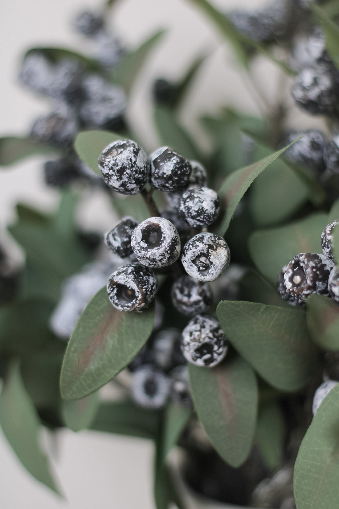 up close of berry eucalyptus