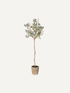 Faux Natural Olive Tree in Aged Pot