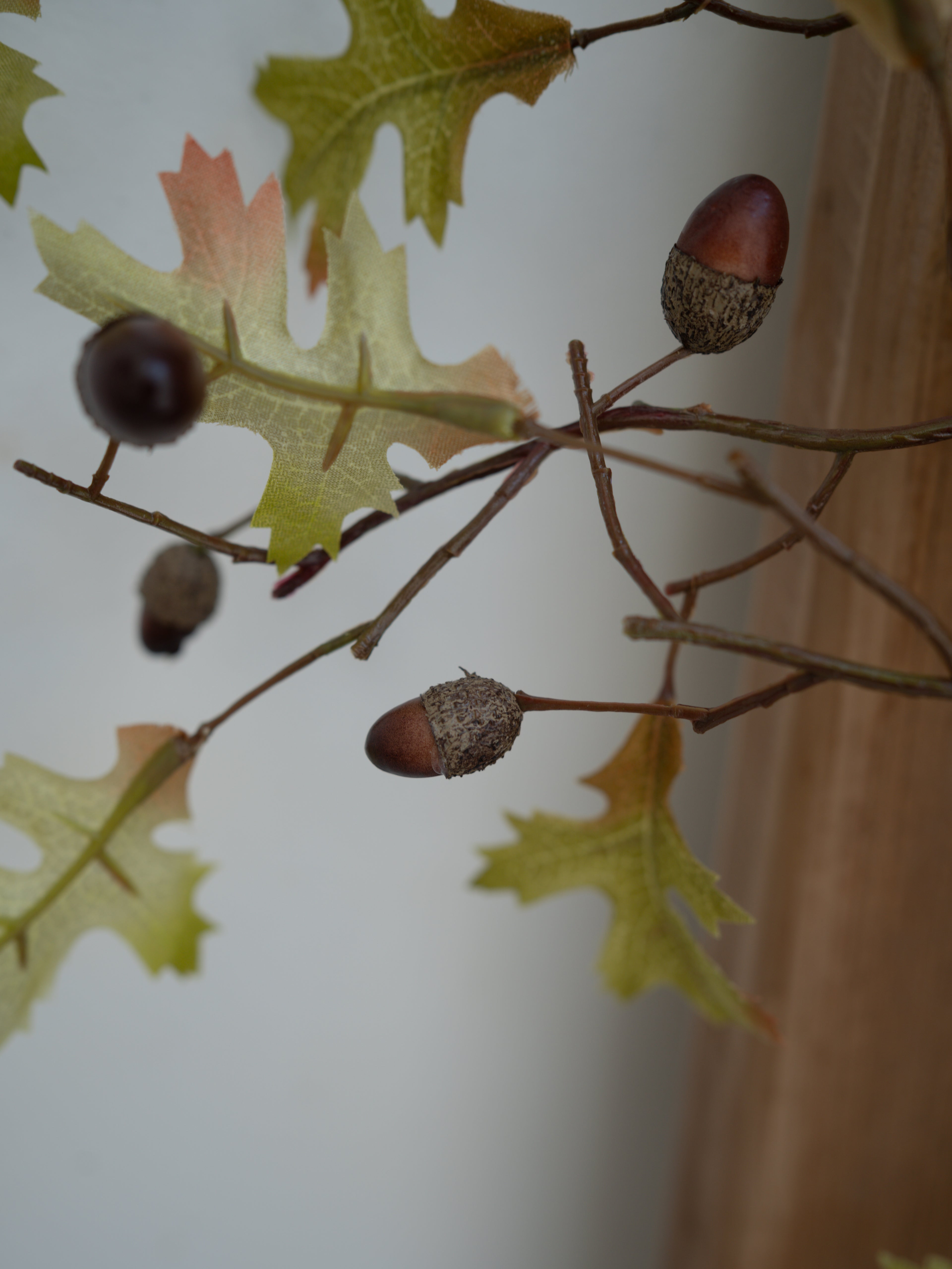 Acorns and leaves on a branch with a blurred background