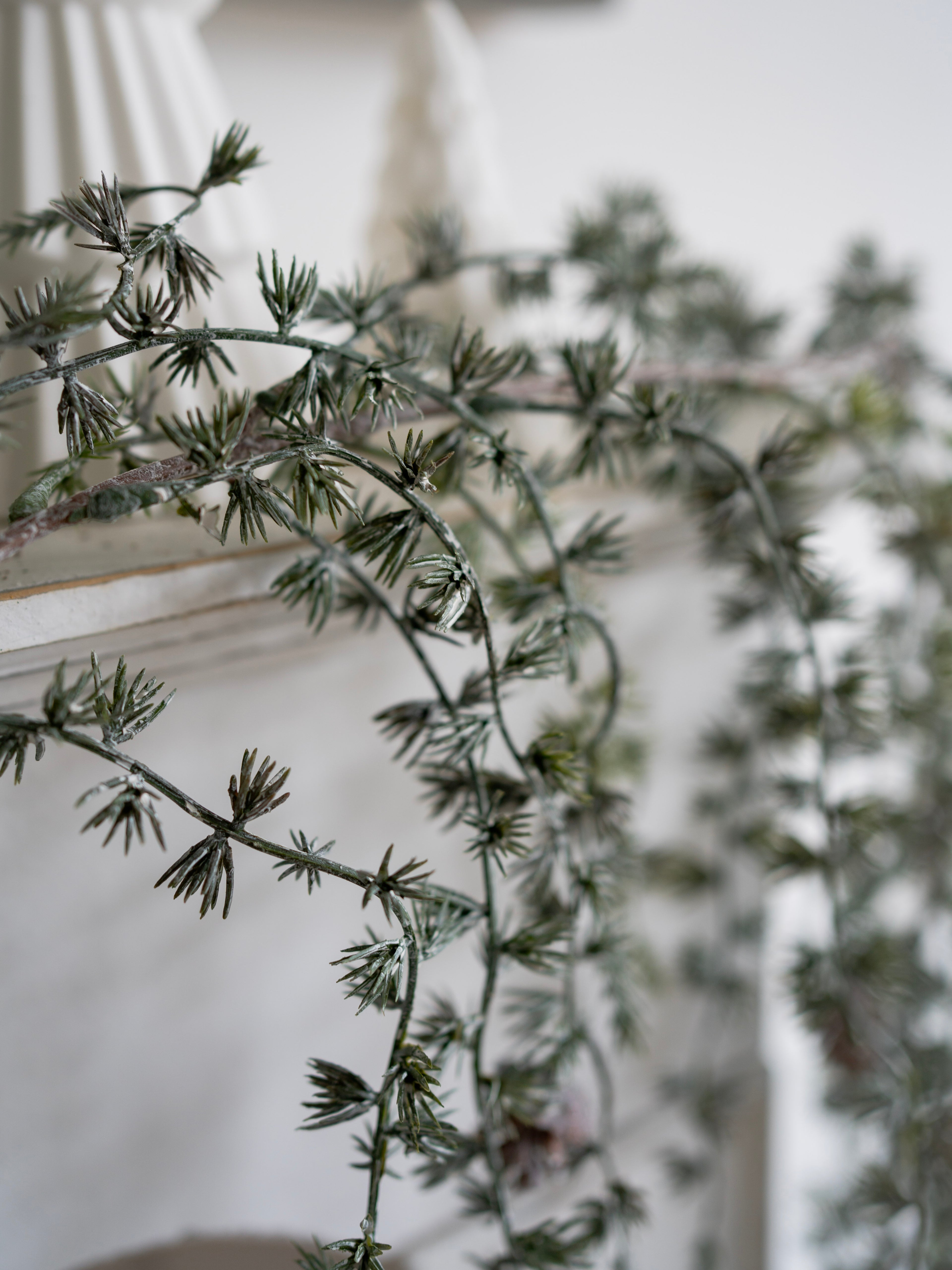 Close-up of a branch with small green leaves against a blurred background