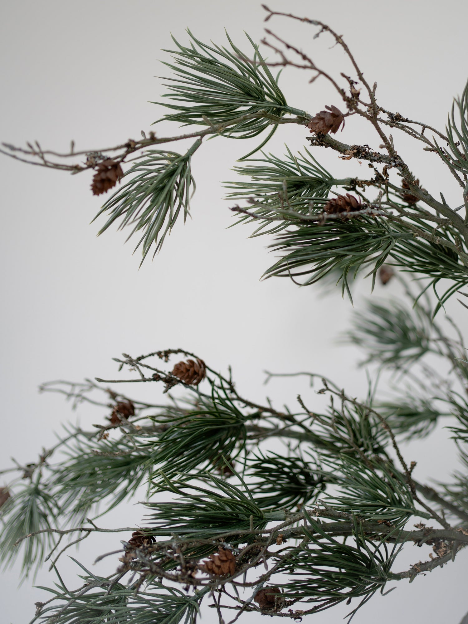 Close-up of pine branches with cones against a light background