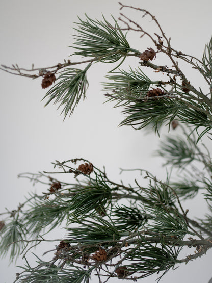 Close-up of pine branches with cones against a light background