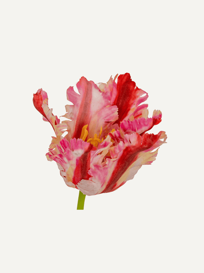 Pink and red parrot tulip on a white background