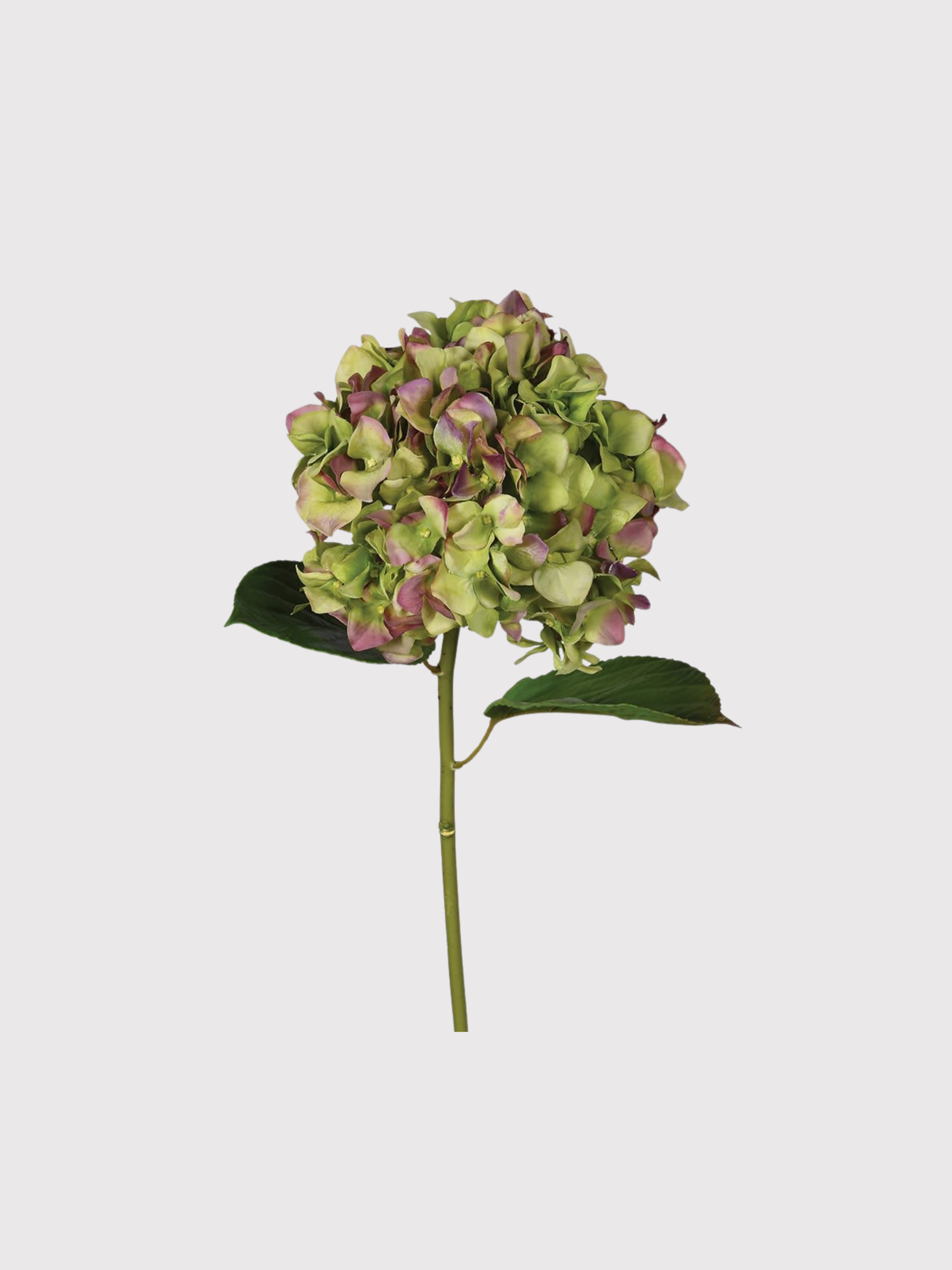 faux green hydrangea flower on a white background