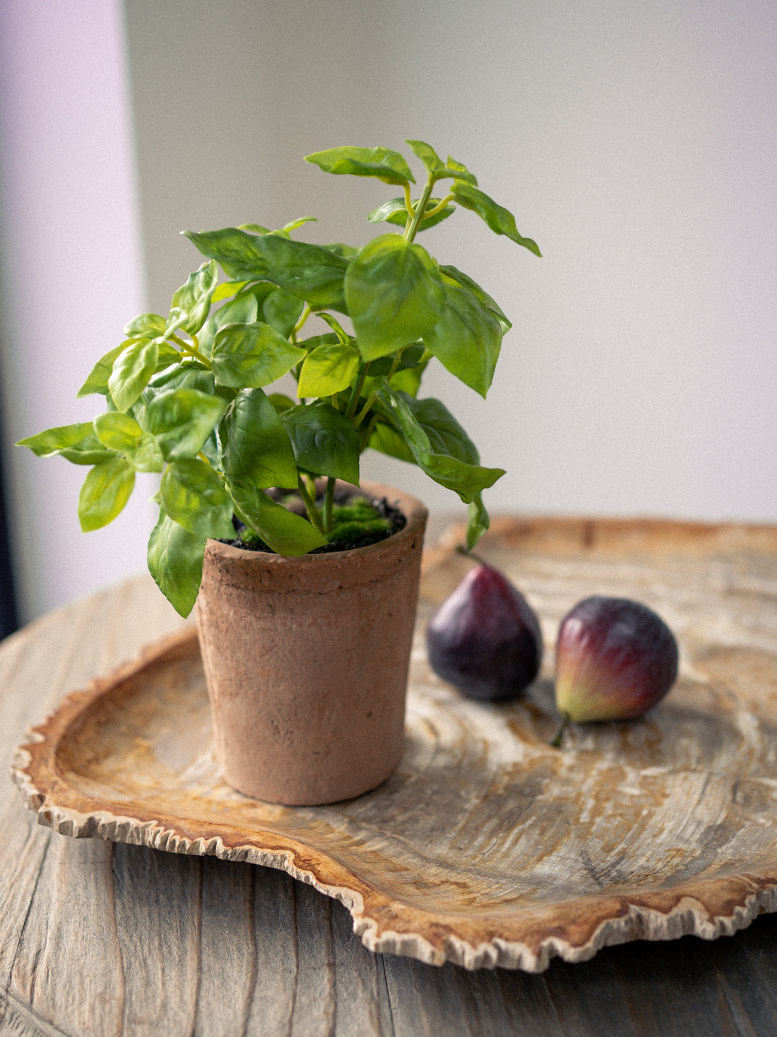 Faux Potted Basil Plant in Terracotta Pot on fossil tray with faux figs in the background