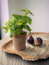 Faux Potted Basil Plant in Terracotta Pot on fossil tray with faux figs in the background