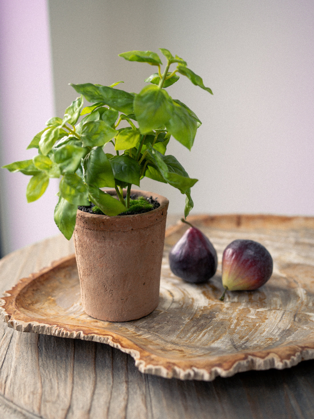Faux Potted Basil Plant in Terracotta Pot with faux figs in the background on fossil tray