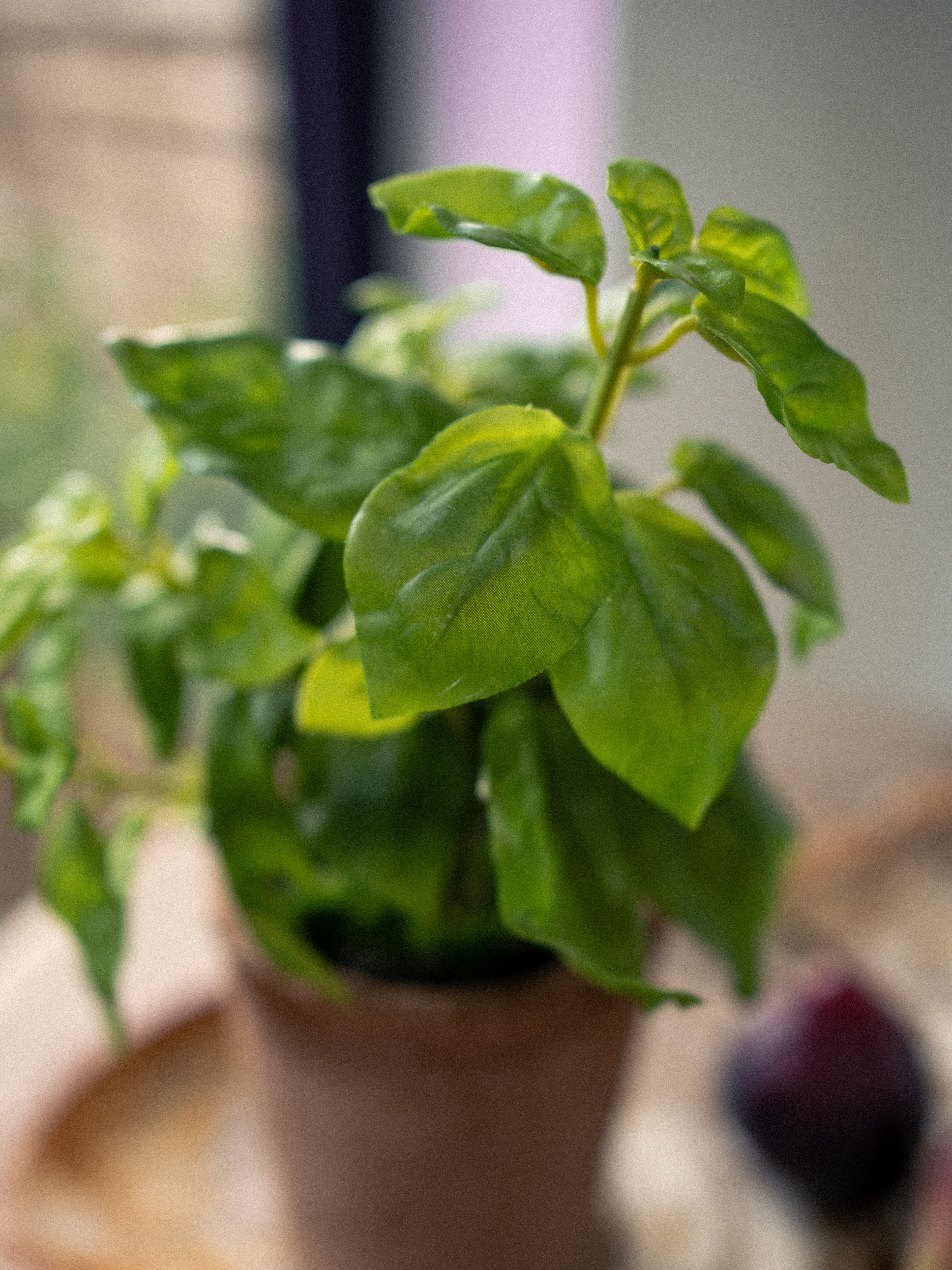 up close of Faux Potted Basil Plant in Terracotta Pot