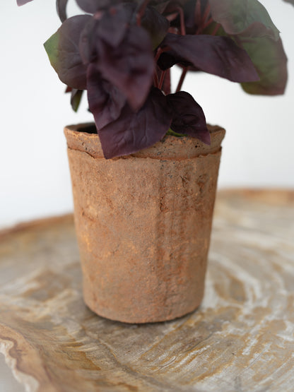 terracotta plant pot