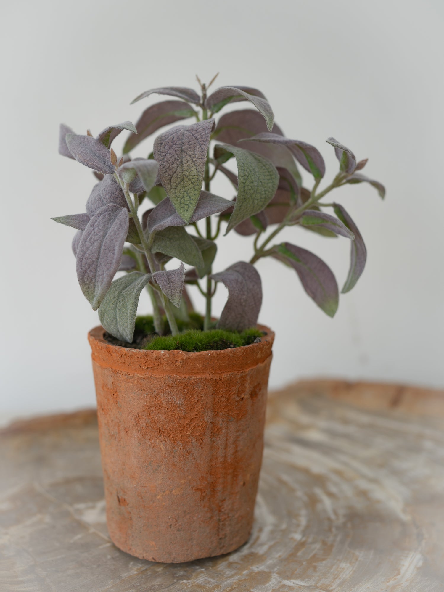 Faux Potted Sage Plant