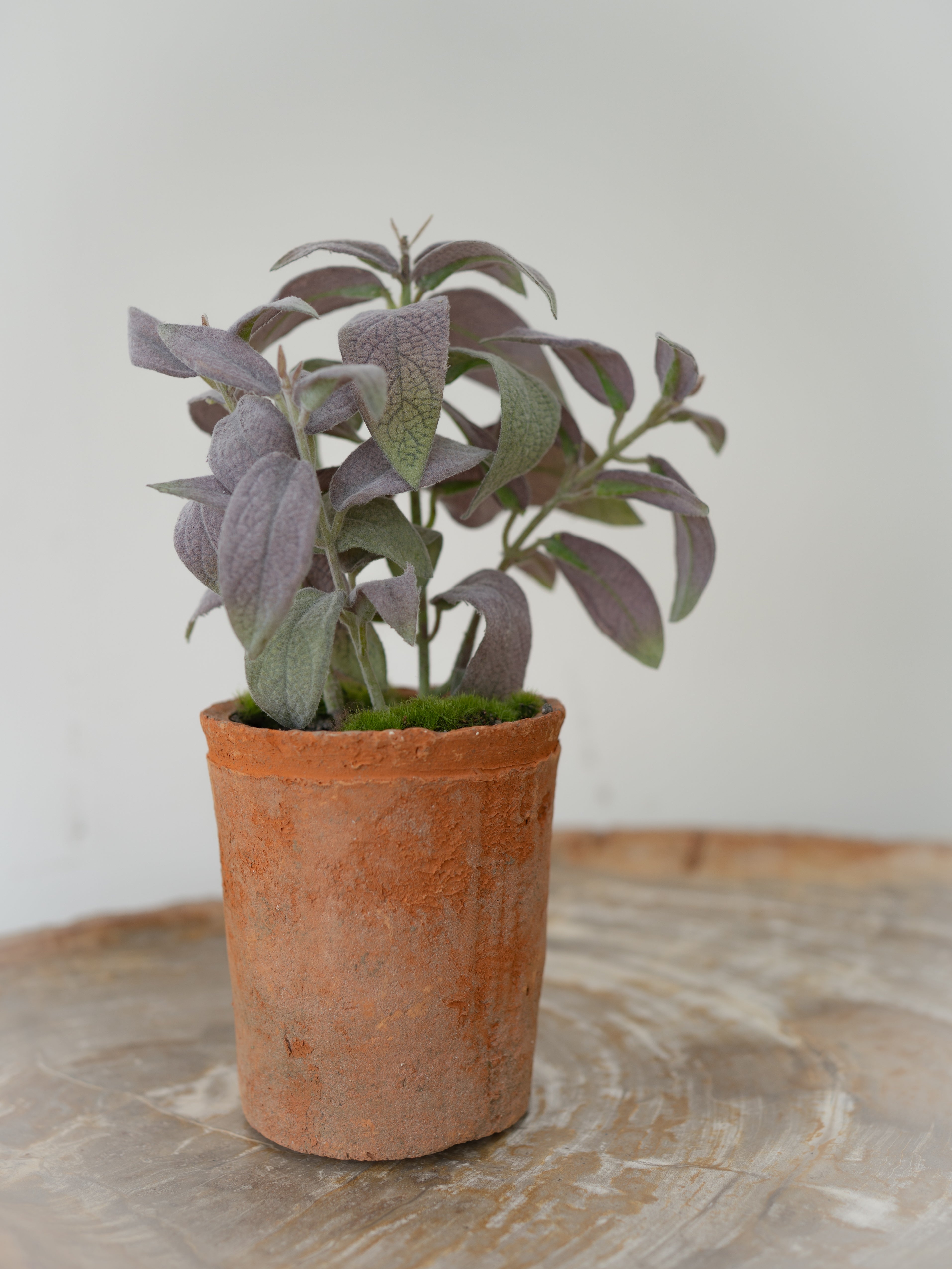 Faux Potted Sage Plant