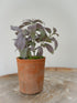 Faux Potted Sage Plant