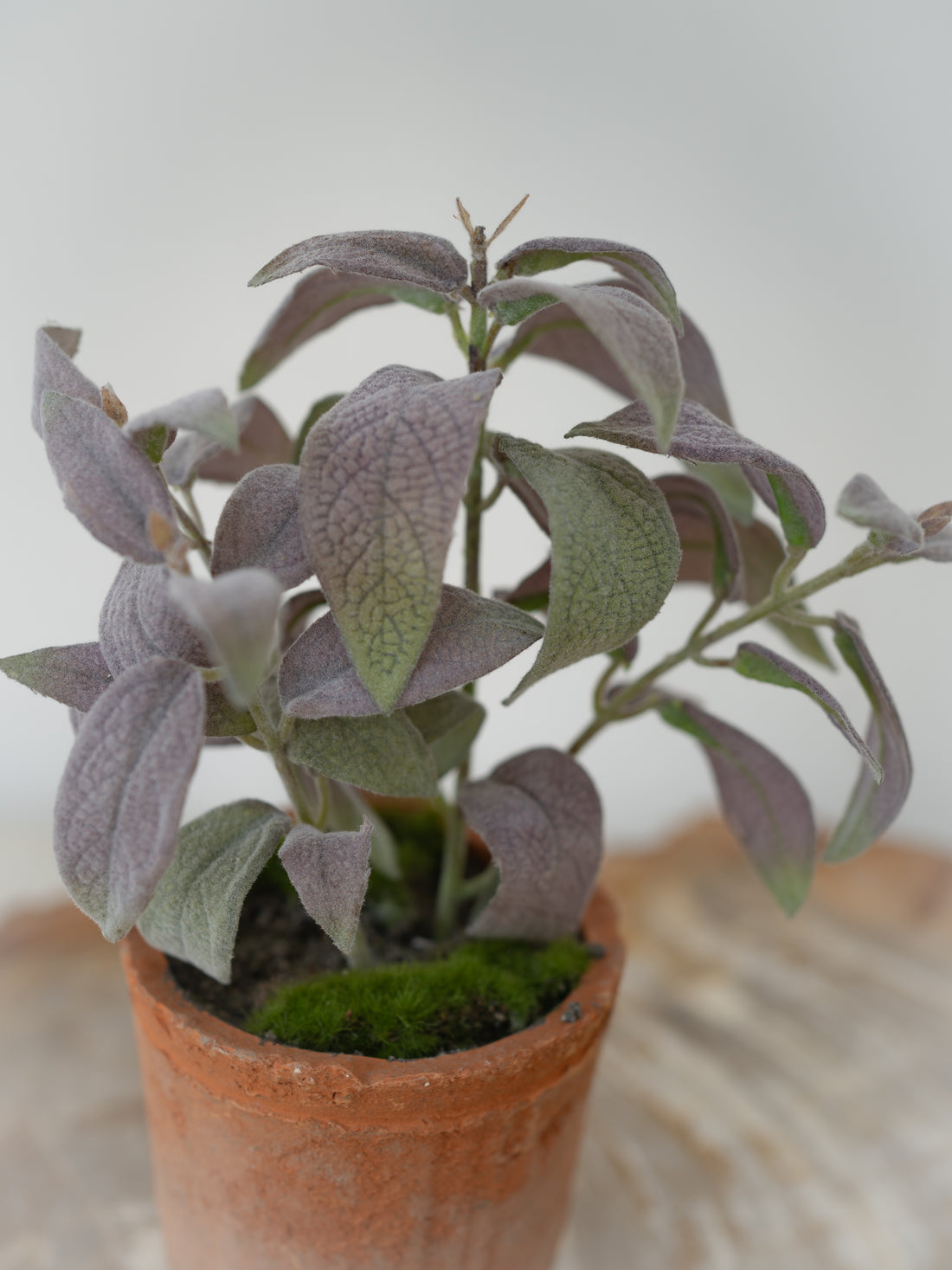 Faux Potted Sage Plant