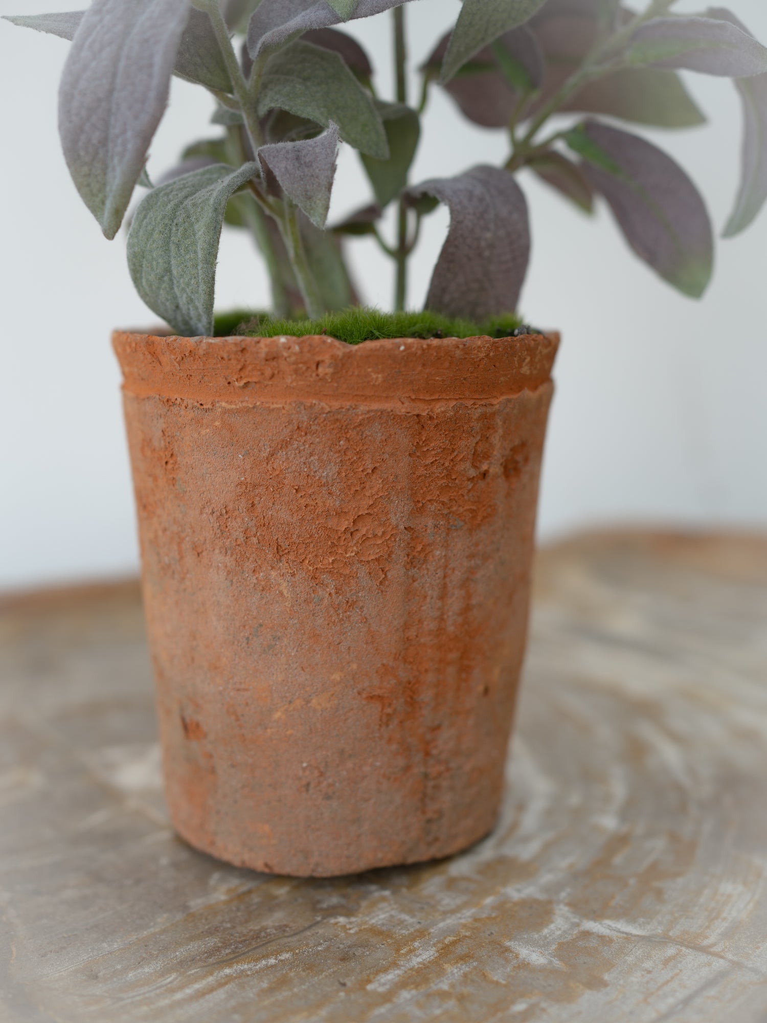 Faux Potted Sage Plant