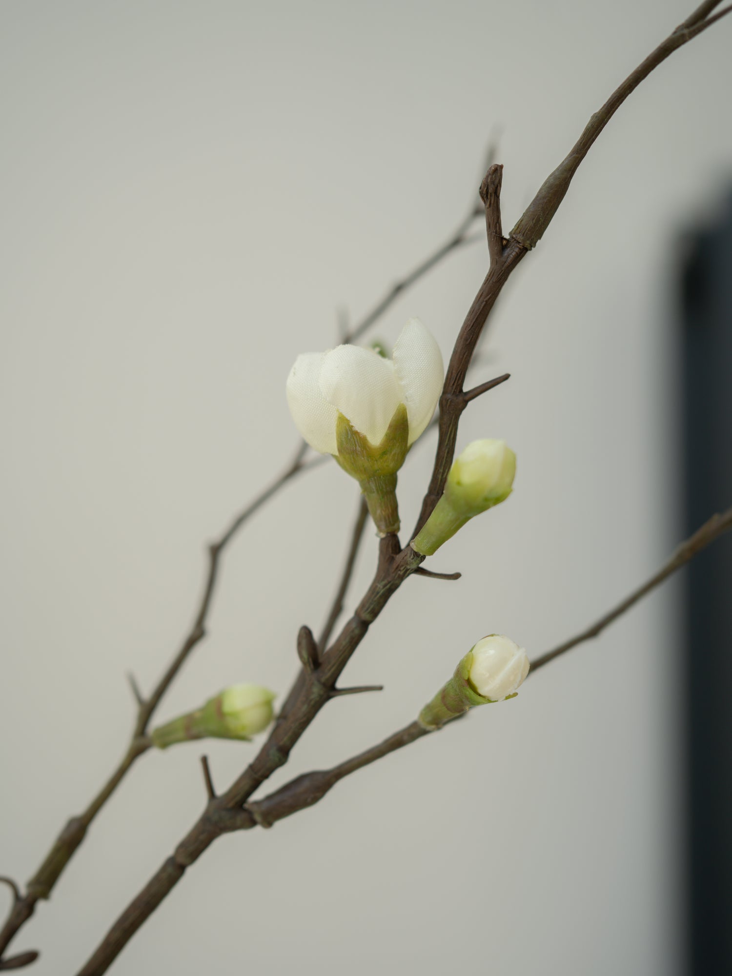 Branch with white buds against a plain background