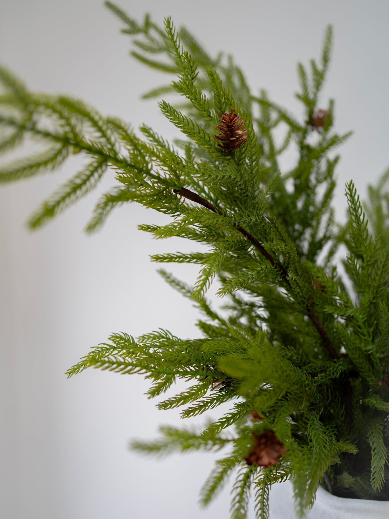 Artificial faux norfolk pine green plant with pine cones on a white background